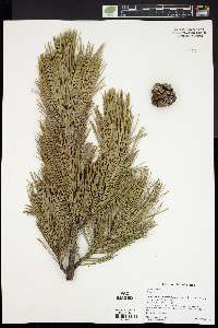 Pinus cembra image