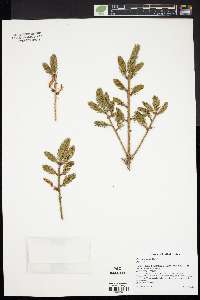 Picea orientalis image