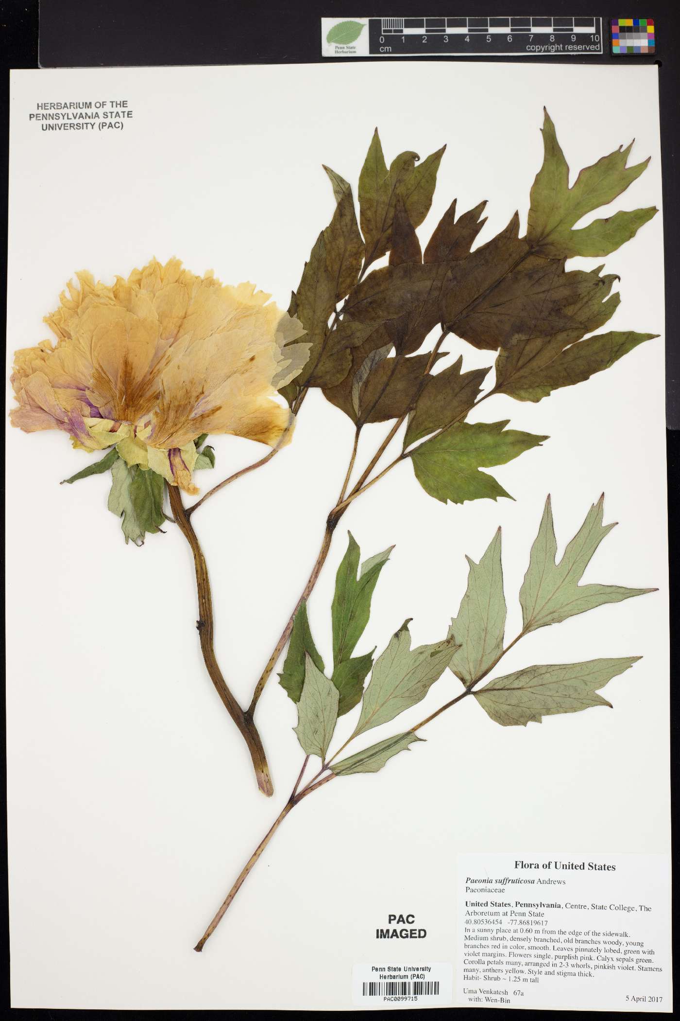 Paeonia suffruticosa image