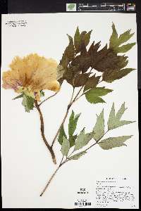 Paeonia suffruticosa image