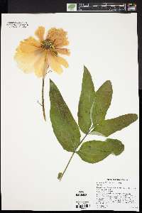 Paeonia ostii image