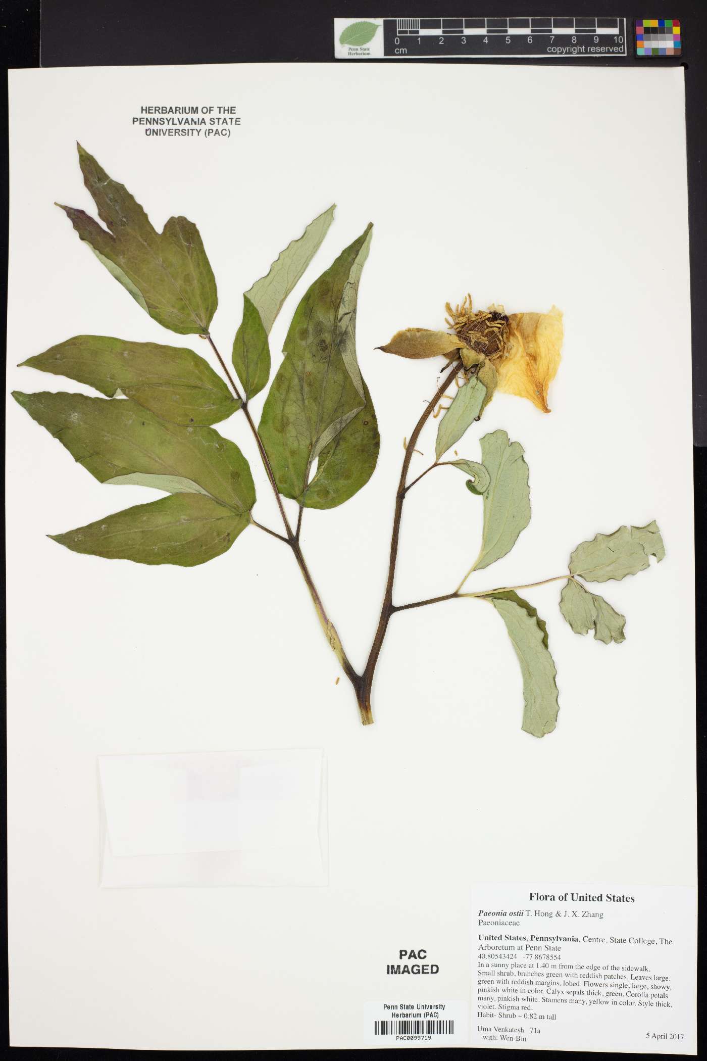 Paeonia ostii image
