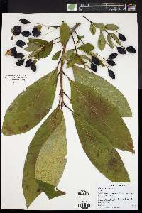 Chionanthus virginica image