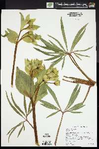 Helleborus foetidus image