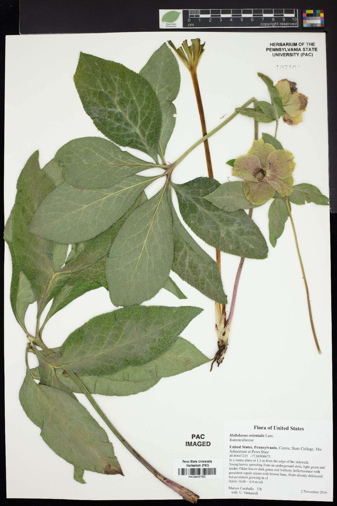 Helleborus orientalis image