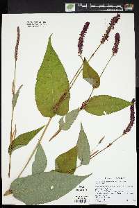 Persicaria amplexicaulis image
