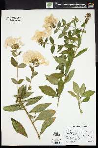 Phlox paniculata image
