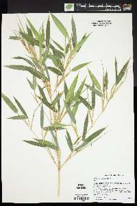 Phyllostachys nuda image