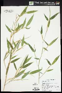 Phyllostachys nuda image
