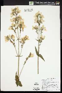 Penstemon digitalis image