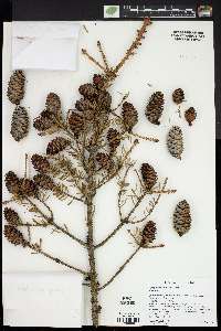 Picea omorika image