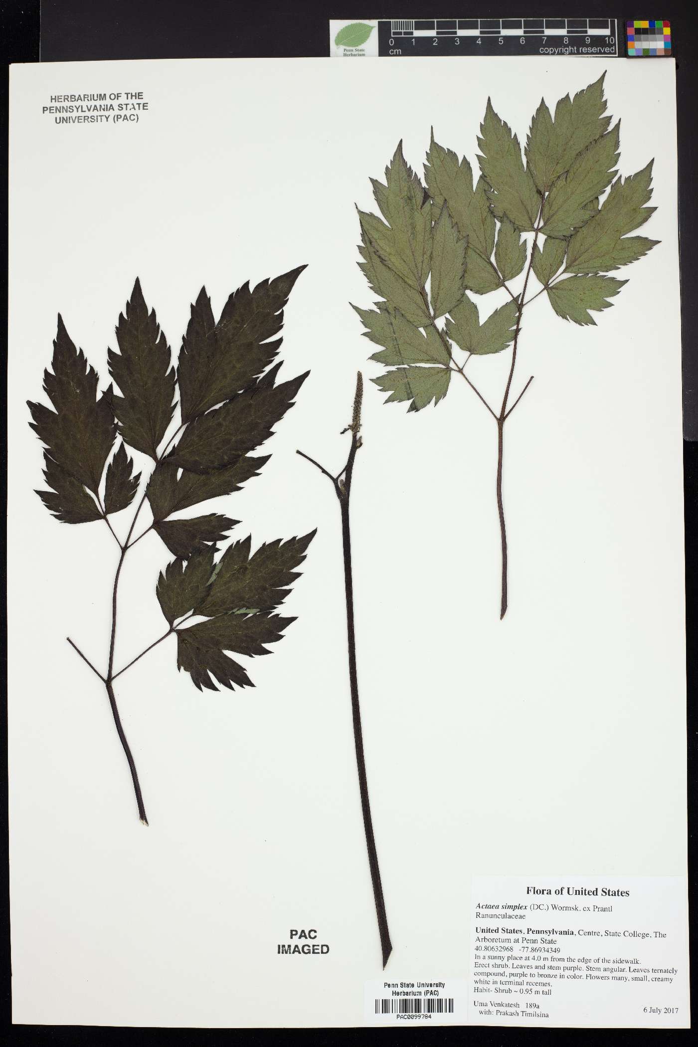Actaea simplex image