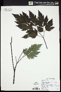 Actaea simplex image
