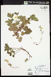 Waldsteinia fragarioides image