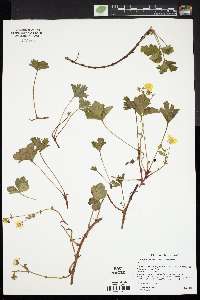 Waldsteinia fragarioides image