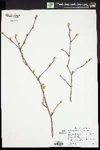 Amelanchier alnifolia image