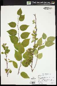 Neviusia alabamensis image