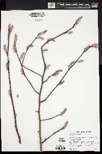 Amelanchier sanguinea var. grandiflora image