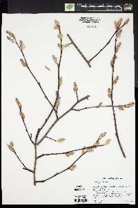 Amelanchier sanguinea var. grandiflora image