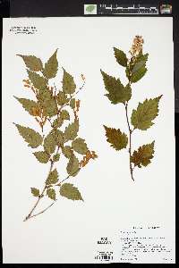 Neillia sinensis image