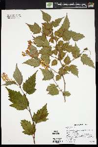 Neillia sinensis image