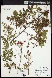 Rosa hugonis image