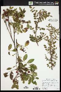 Rosa hugonis image