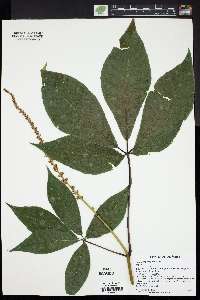 Aesculus parviflora image