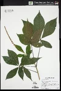 Aesculus parviflora image