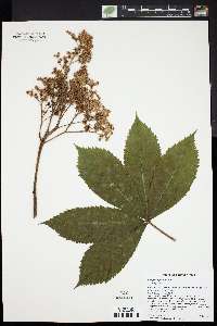 Rodgersia pinnata image