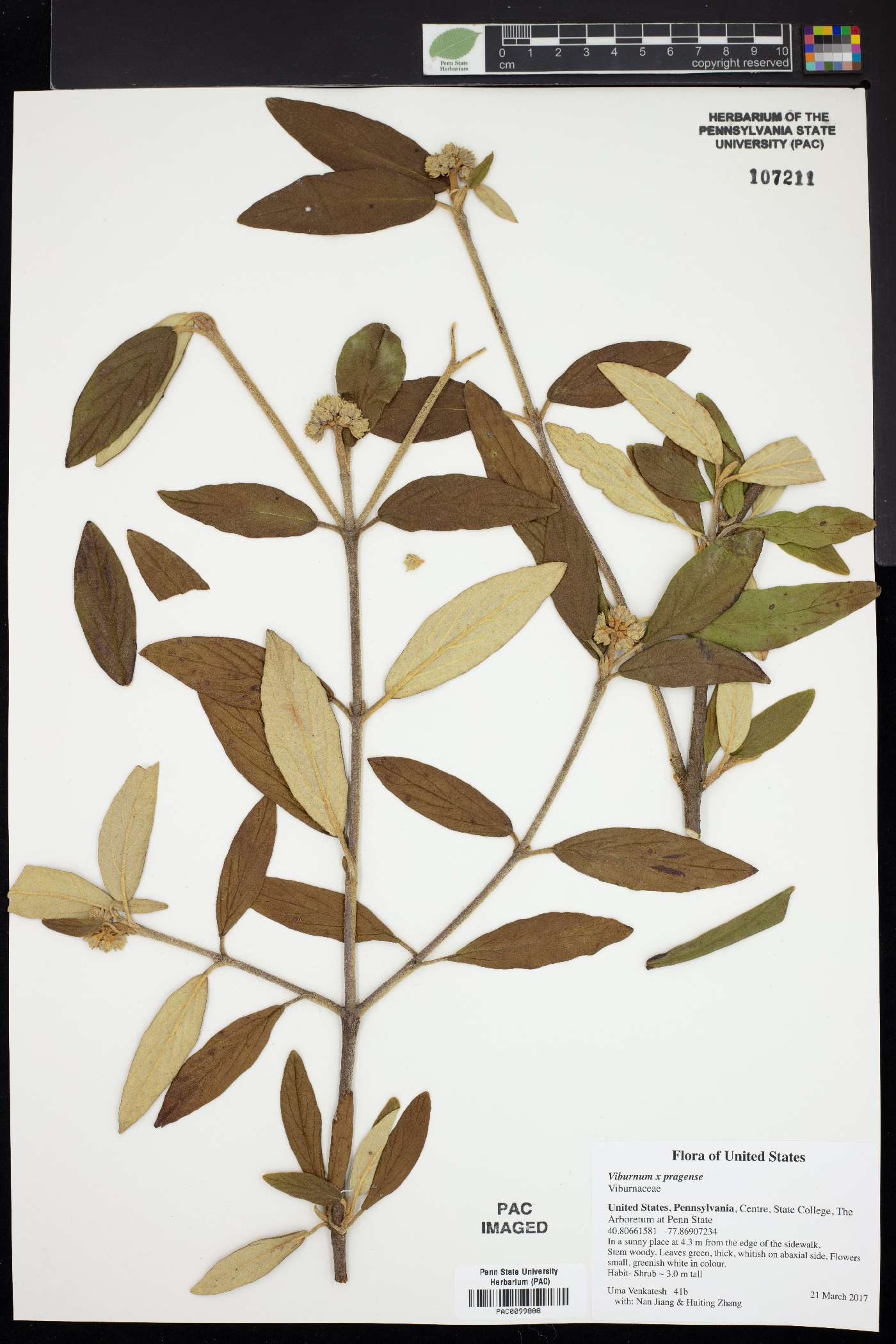 Viburnum x pragense image