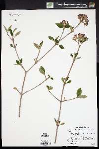 Viburnum x burkwoodii image