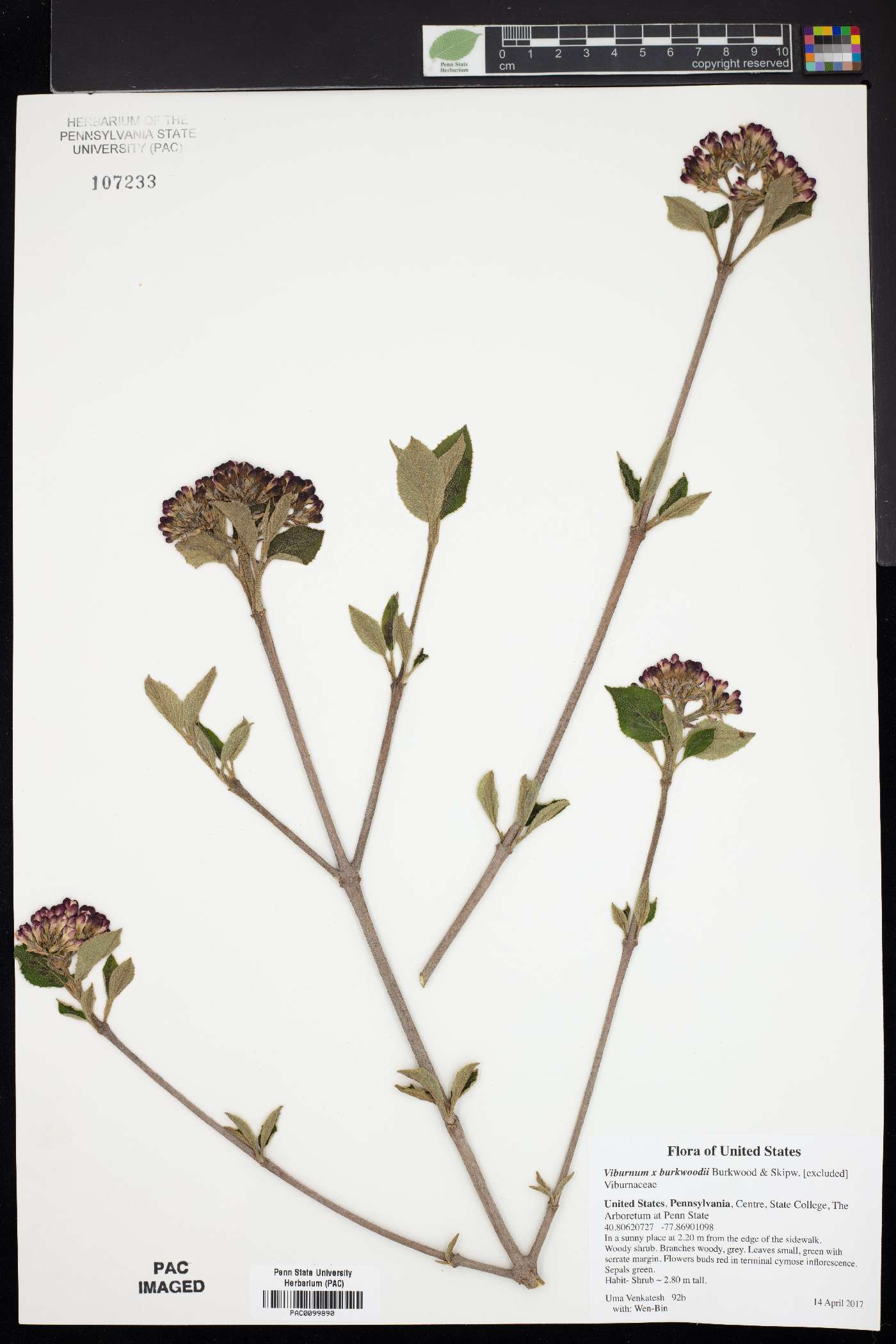 Viburnum x burkwoodii image