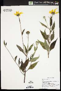 Helianthus tuberosus image