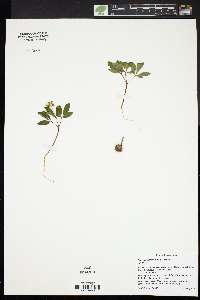 Panax trifolius image