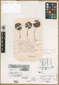 Adiantum reniforme image