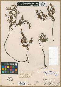 Adiantum cunninghamii image