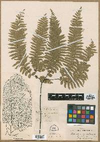 Adiantum curvatum image