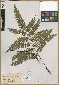 Adiantum humile image