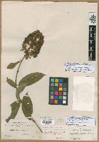 Aegiphila vitelliniflora image