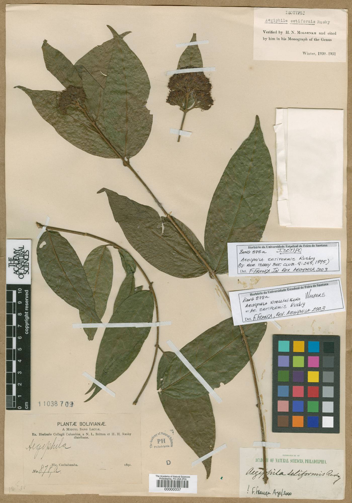 Aegiphila setiformis image