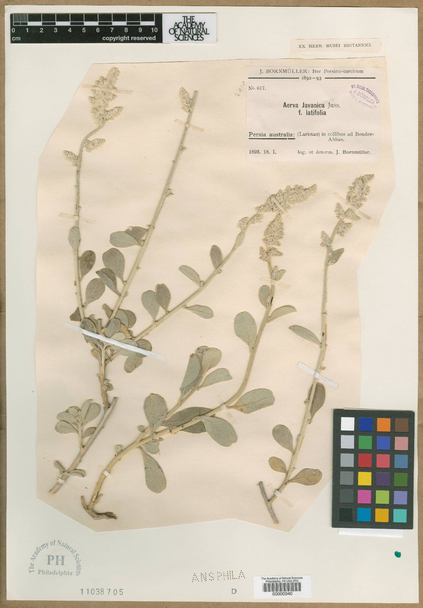 Aerva javanica image