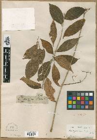 Aeschynanthus bracteatus image