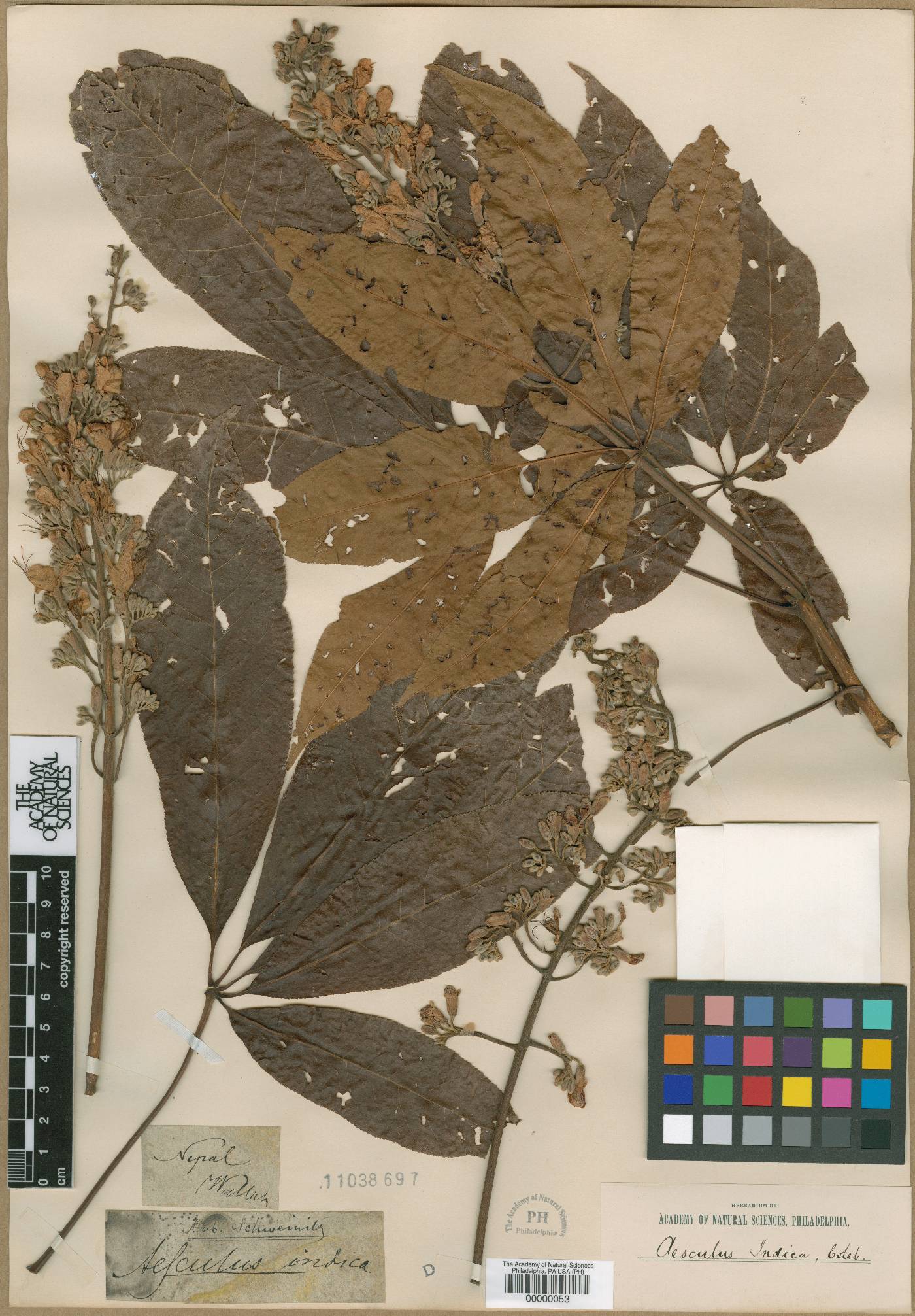 Aesculus indica image