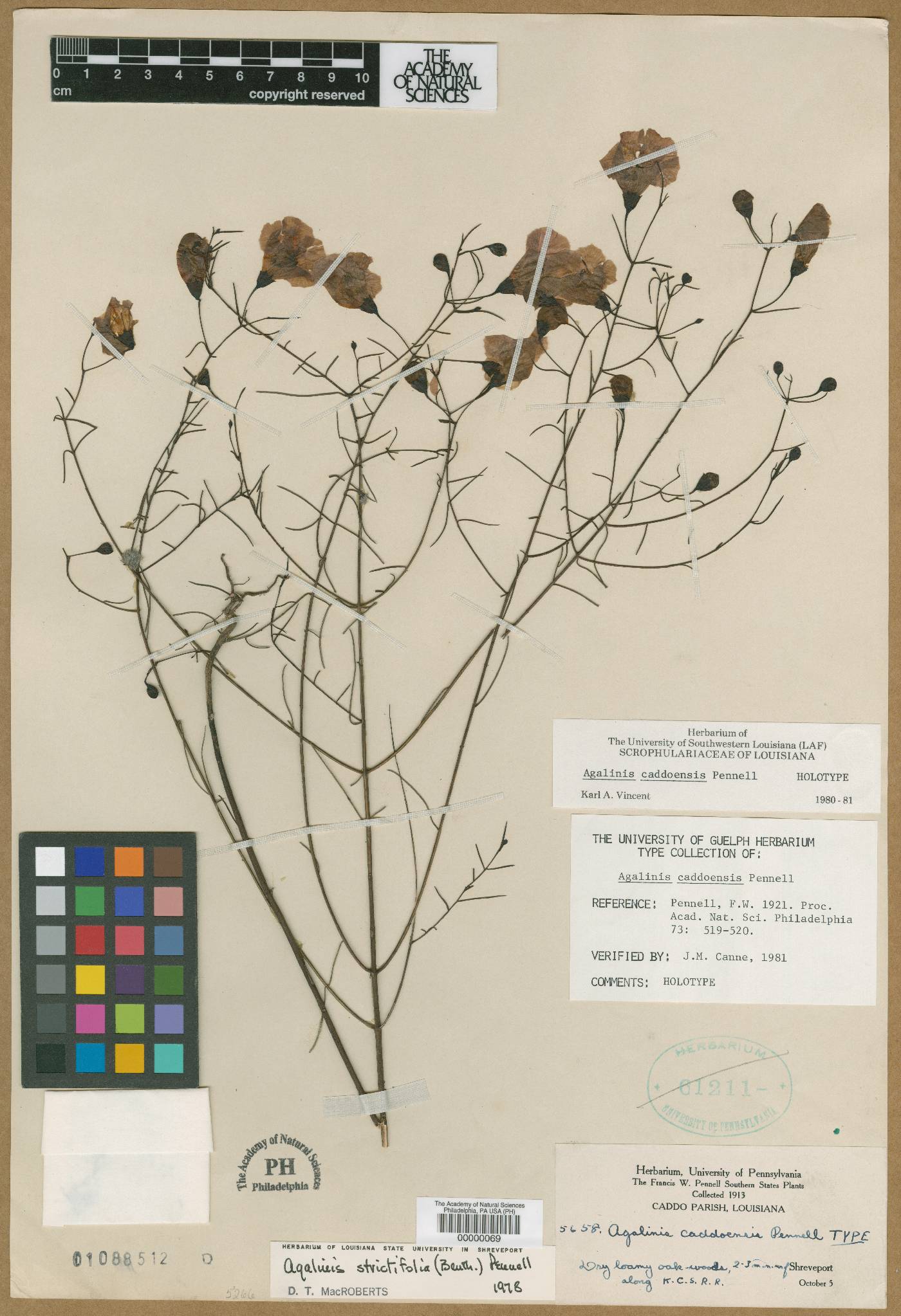 Agalinis caddoensis image