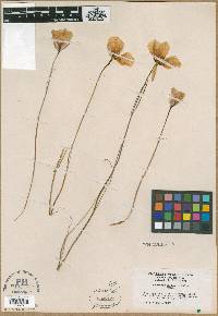 Calochortus rhodothecus image