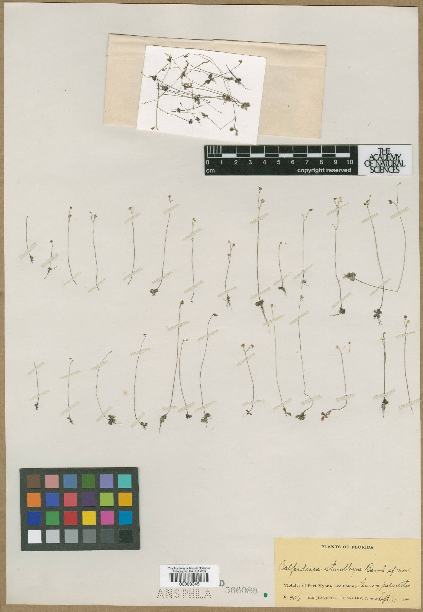 Calpidisca standleyae image