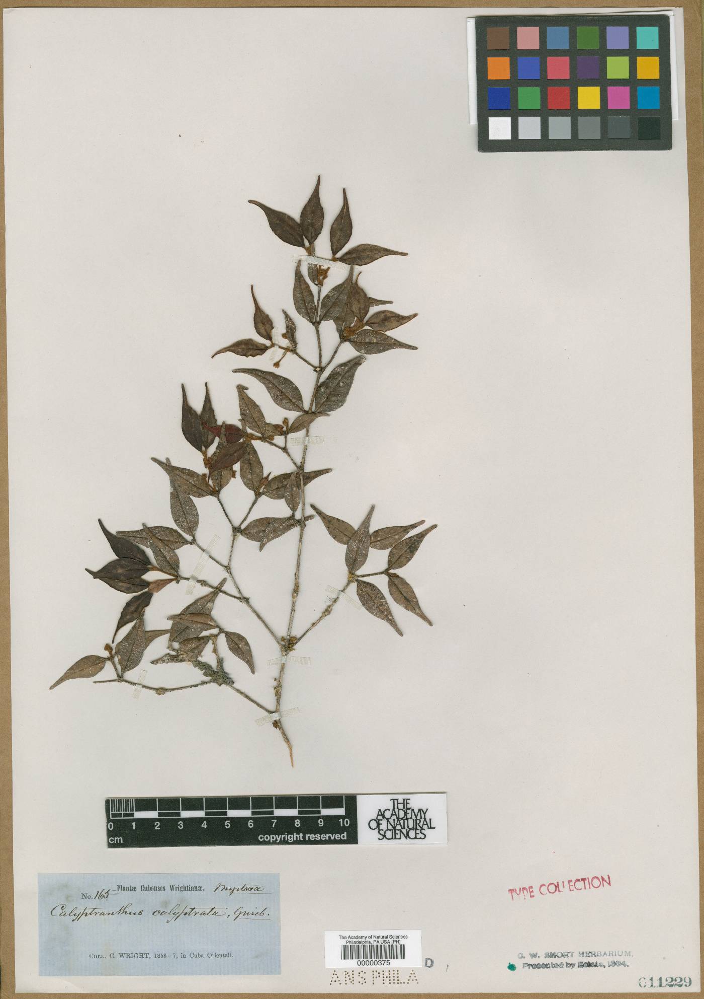 Calyptranthes calyptrata image