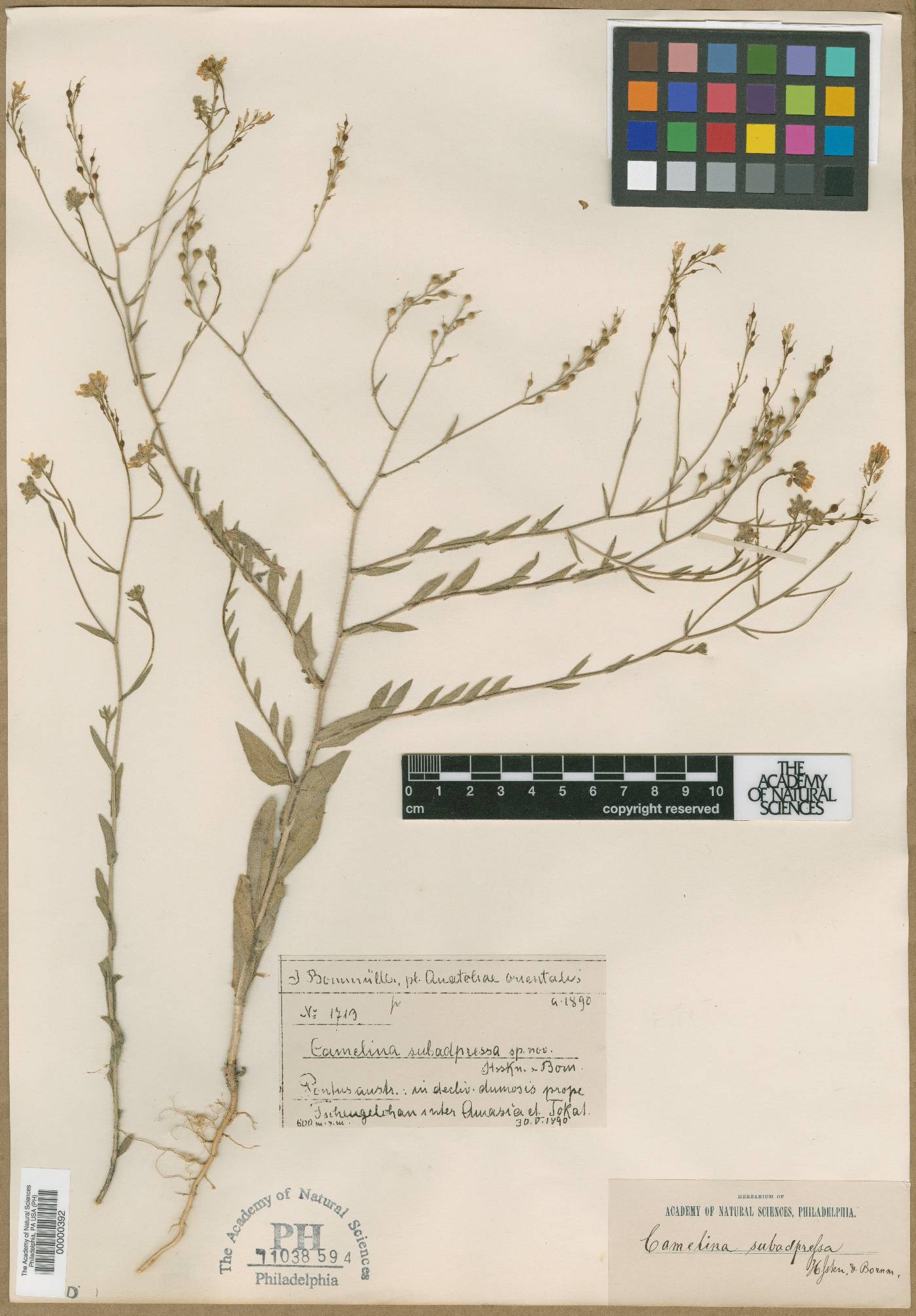 Camelina subappressa image