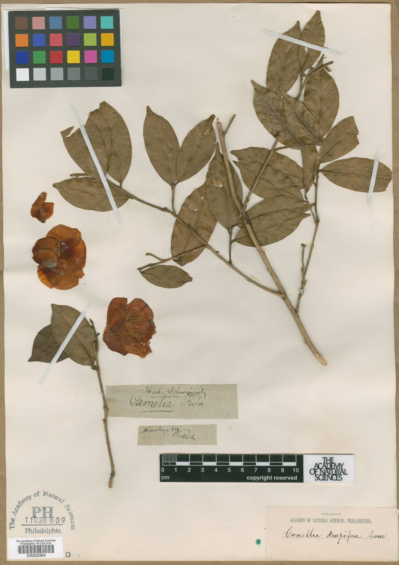 Camellia kissi image